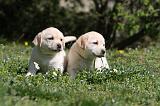 LABRADOR 1056